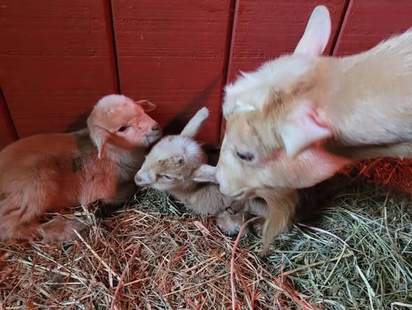 Newborn twin kid resting in the barn