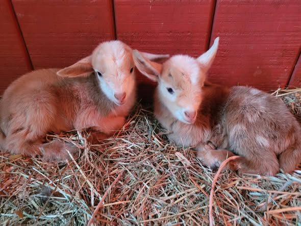 Newborn twin kid resting in the barn